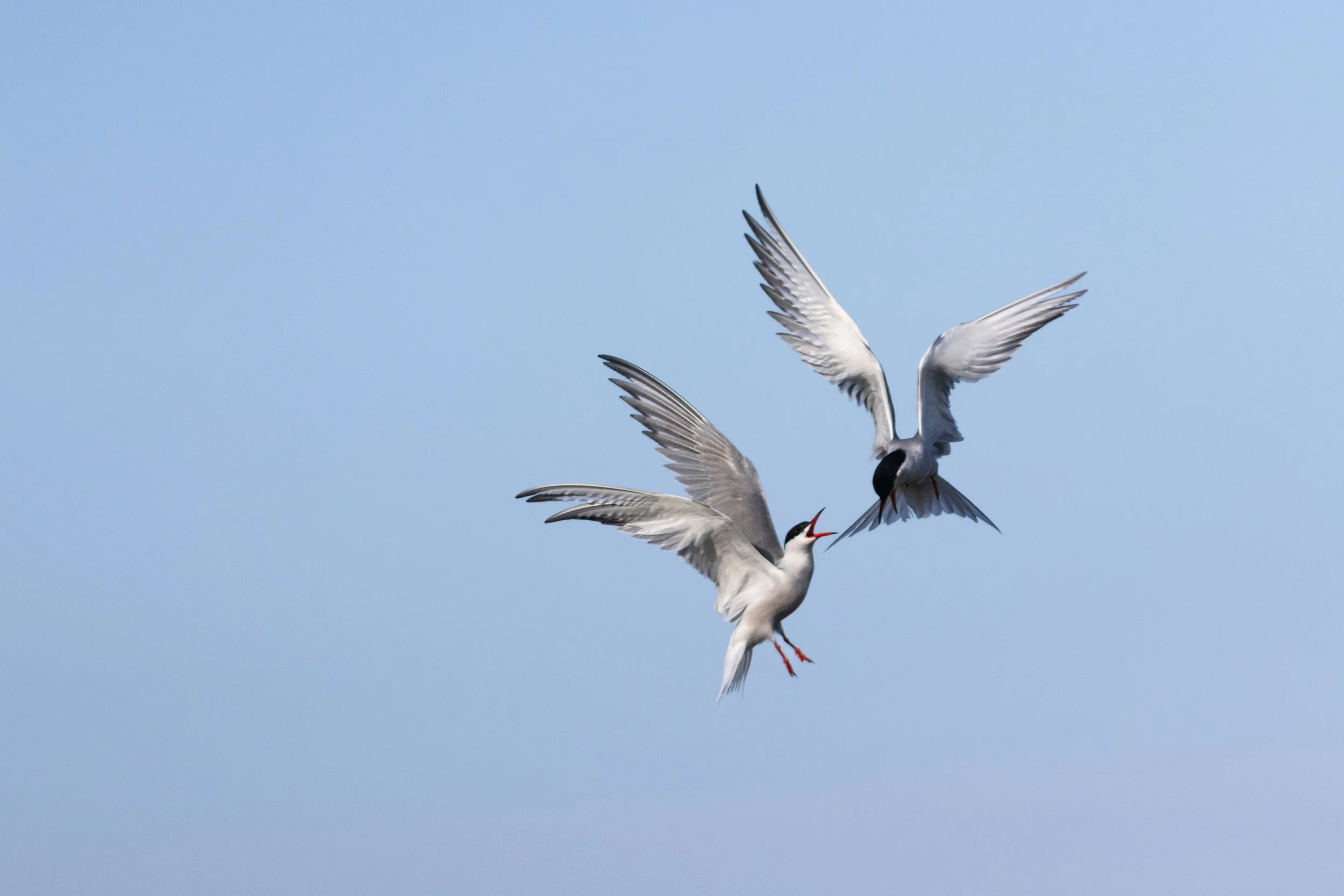 Common terns fighting