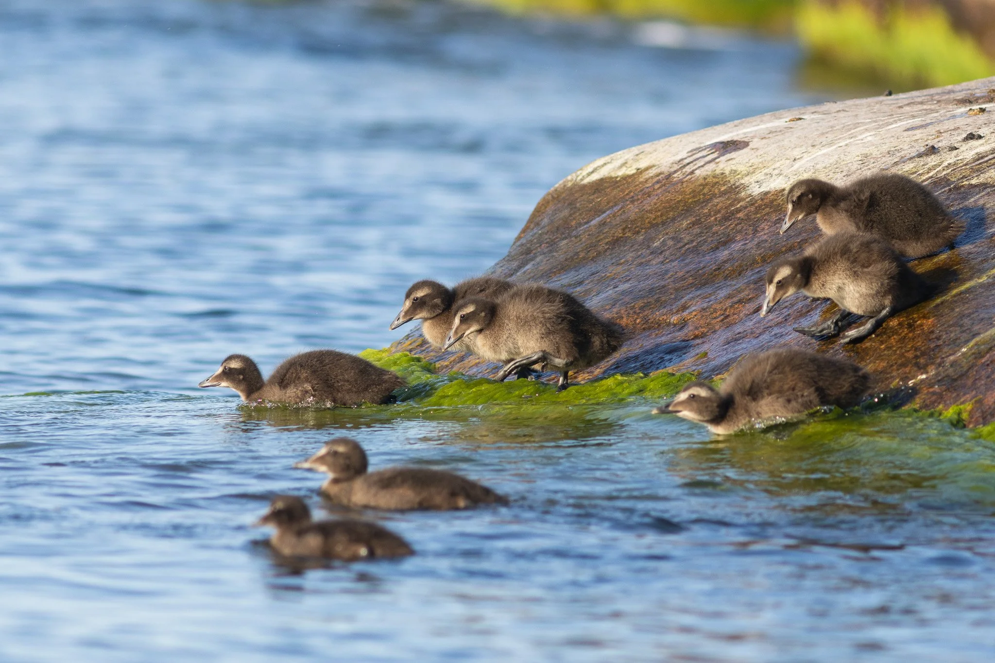 Eider ducklings sliding down to the water