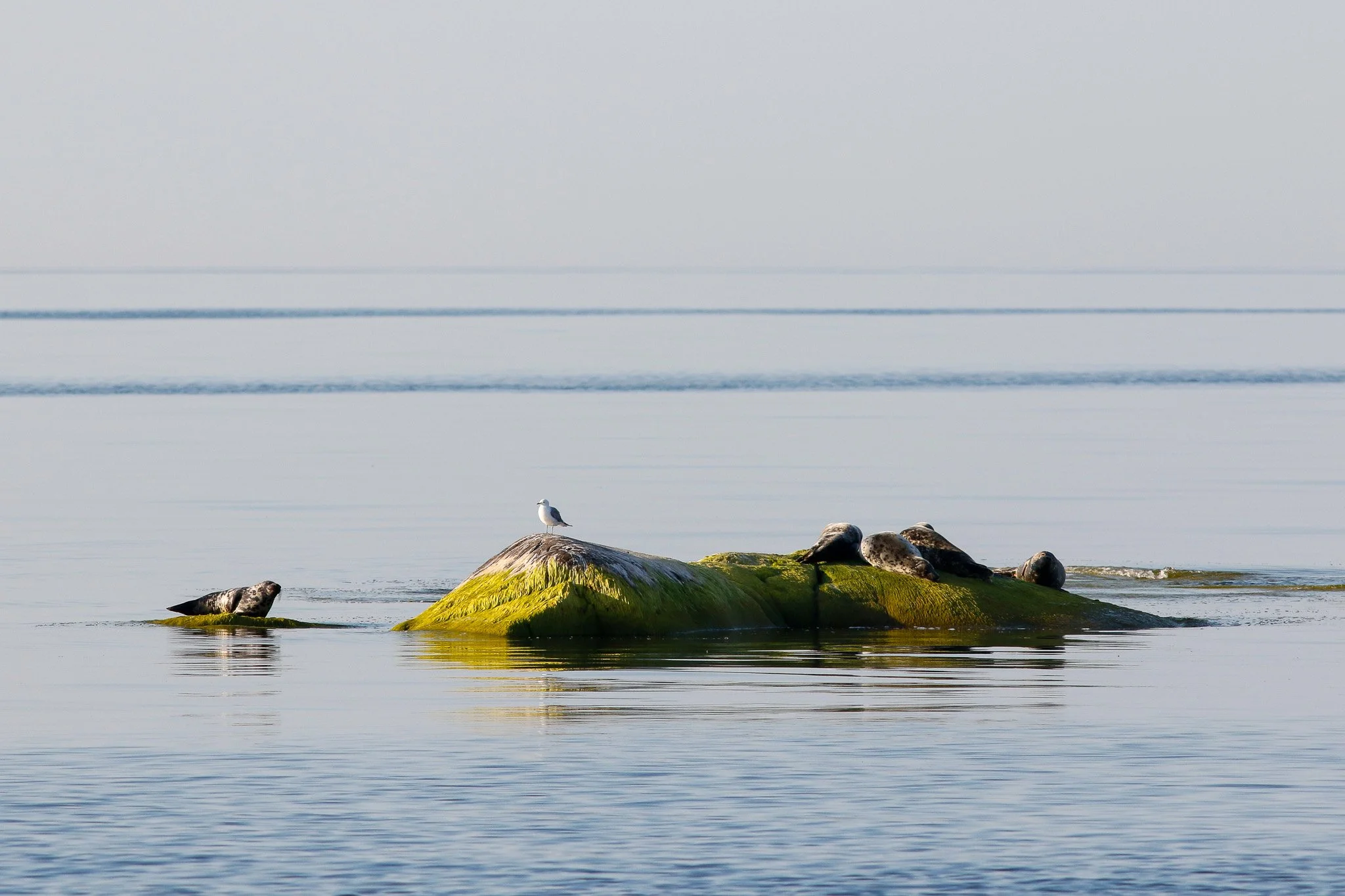 Grey seals sunbathing