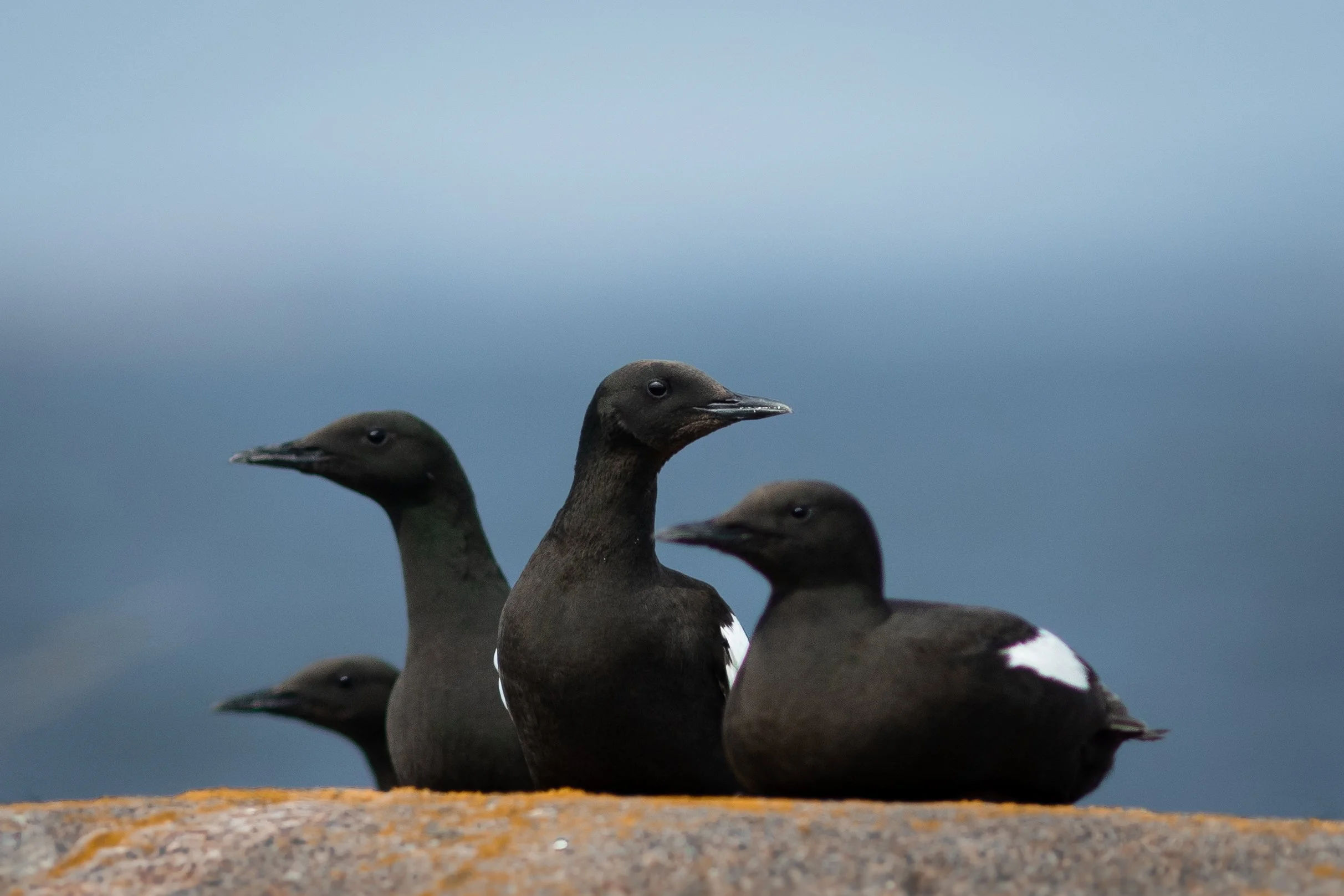A group of black guillemots