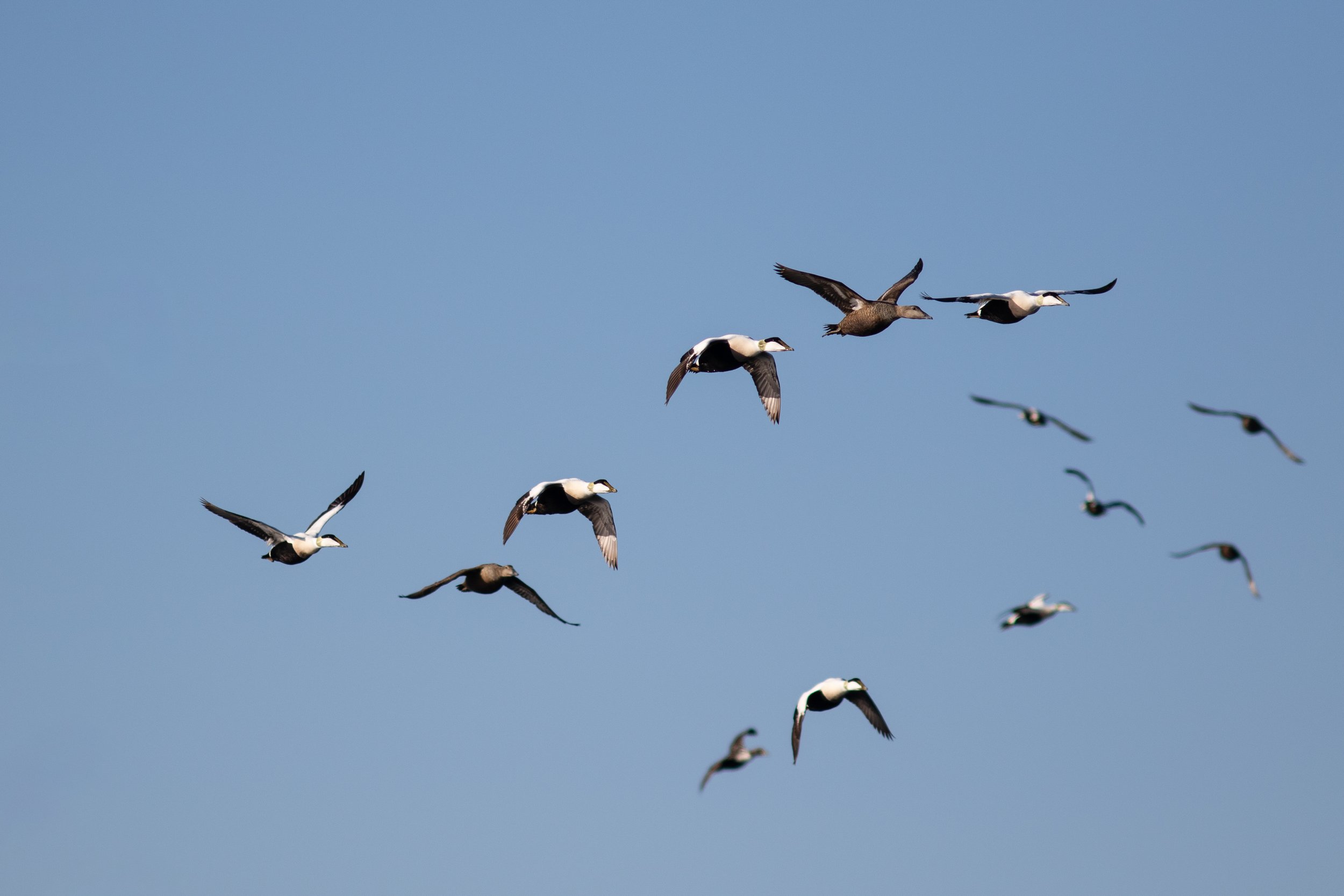 A group of eiders flying by