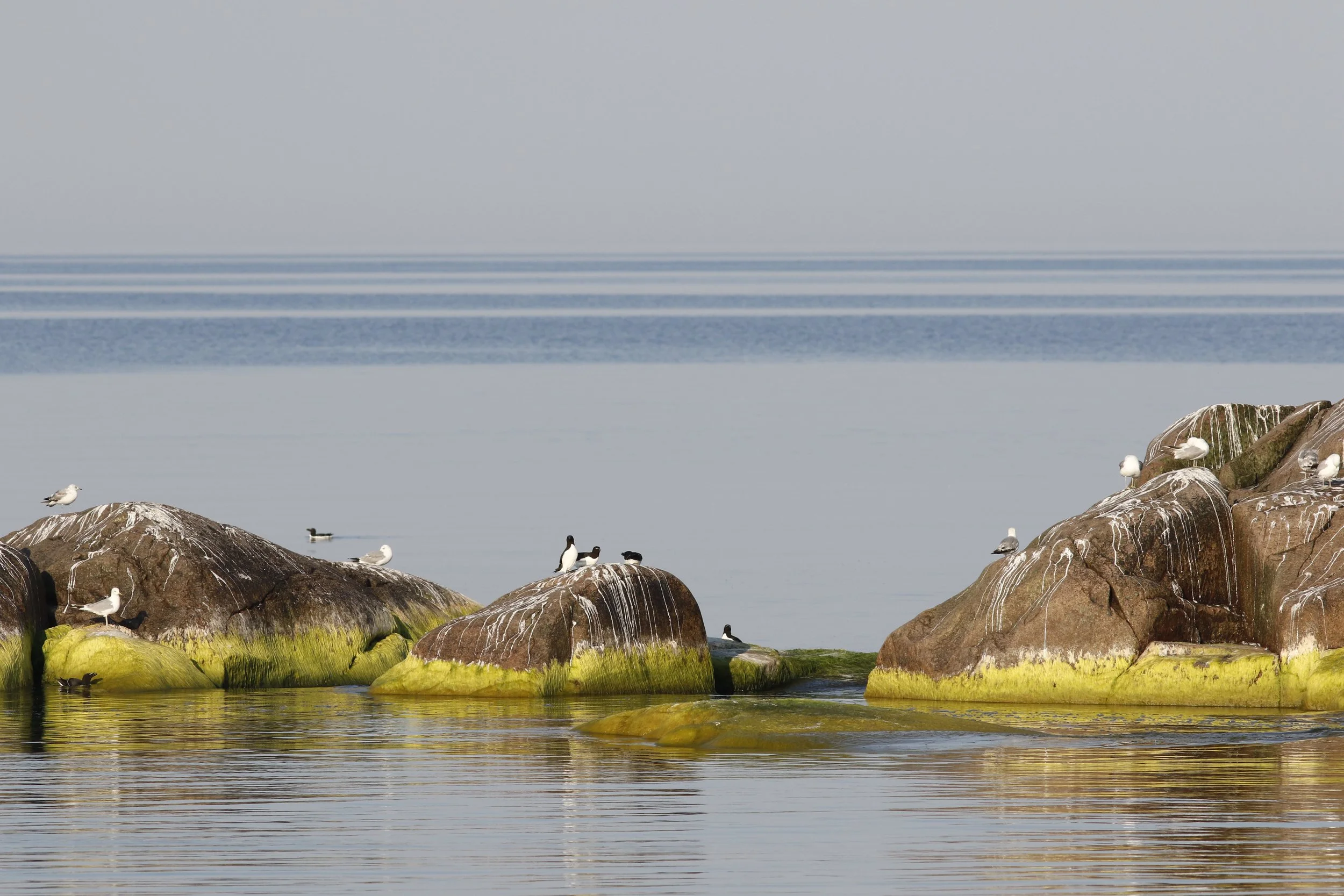 Razorbills and gulls enjoyng a sunny summerday