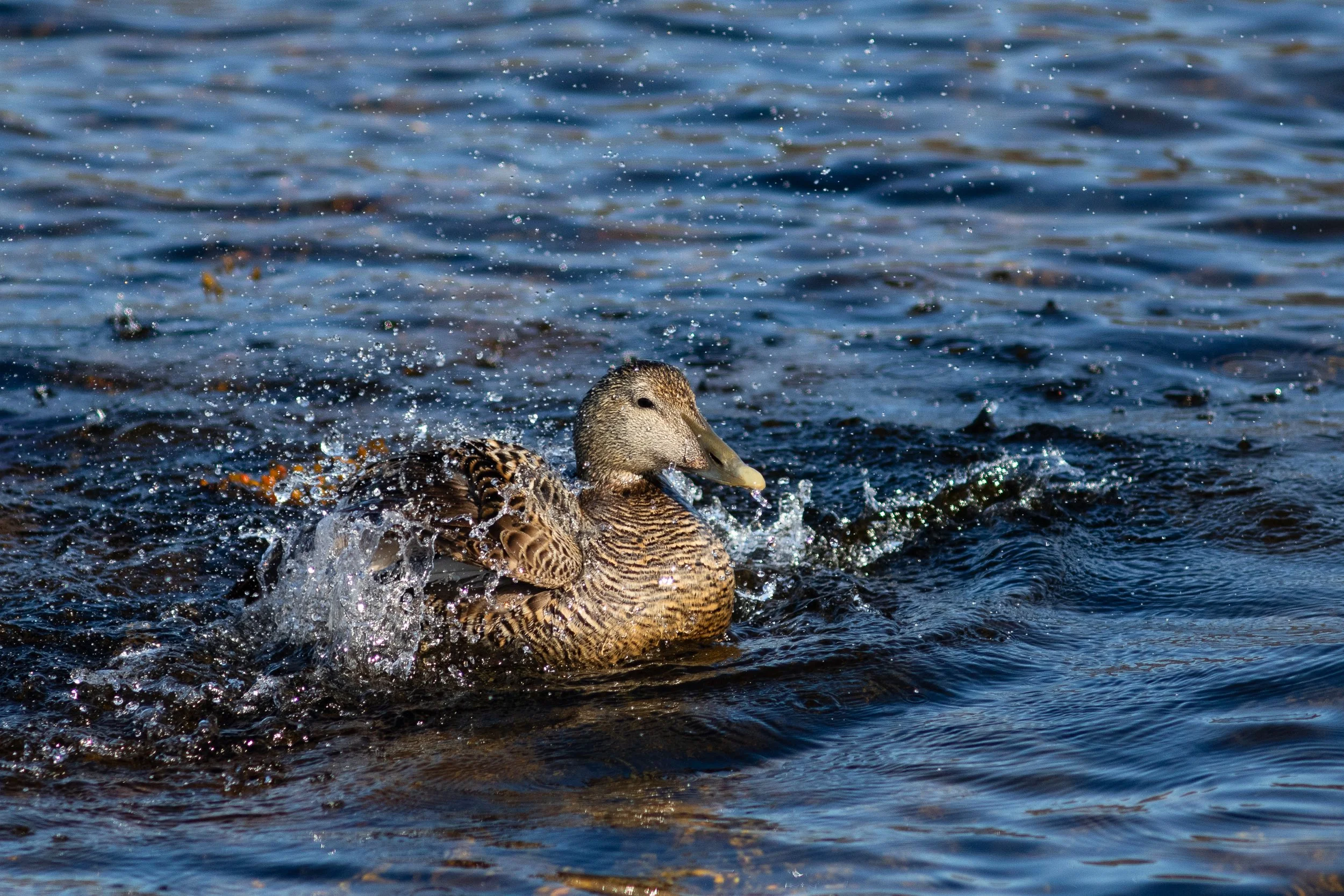 Female eider washing herself during nesting season