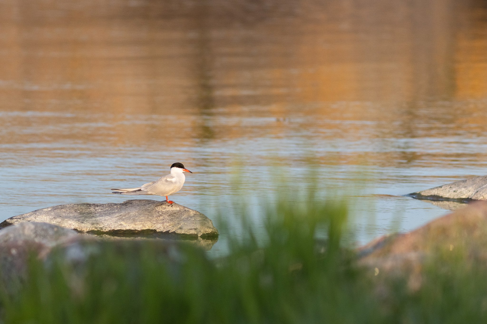 A common tern