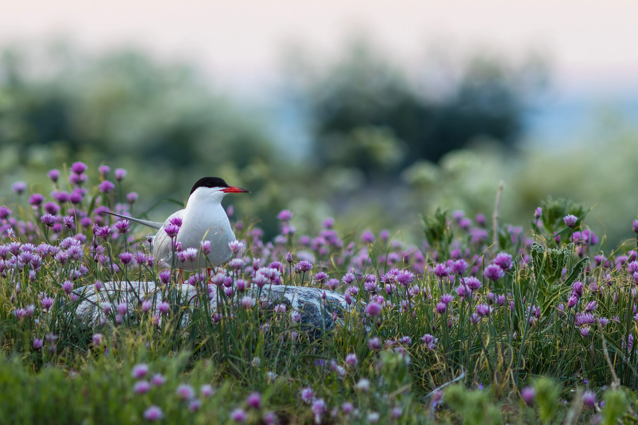 A common tern in a field of flowers