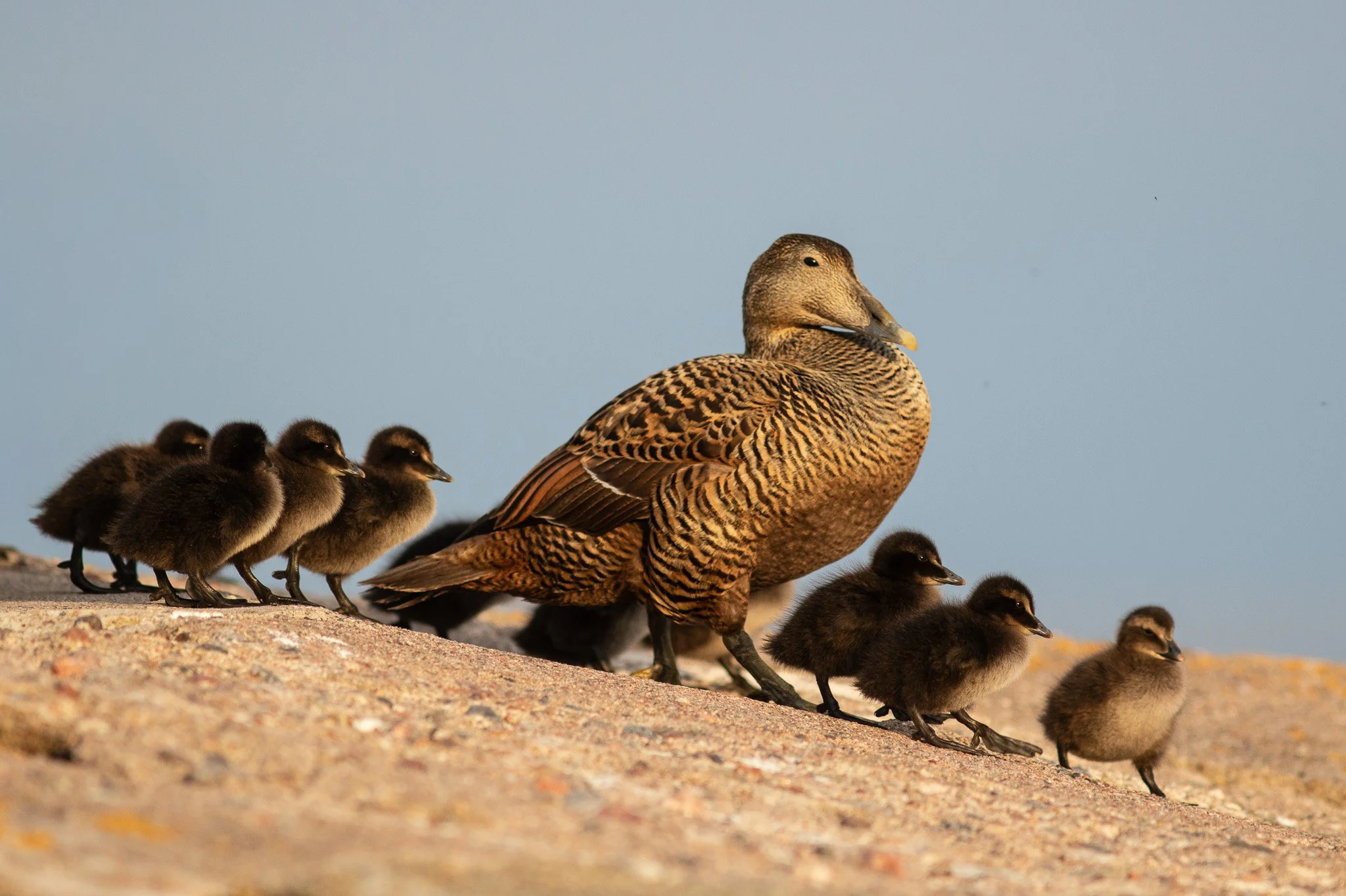 An eiderduck family