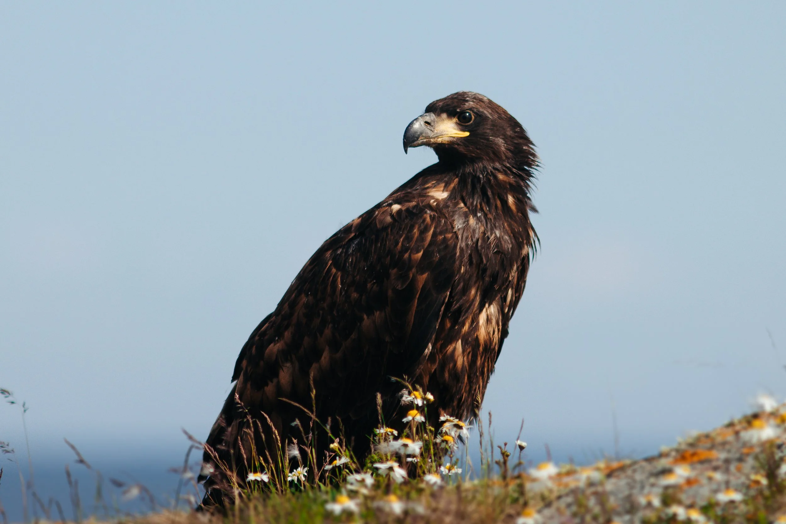 A young white-tailed eagle