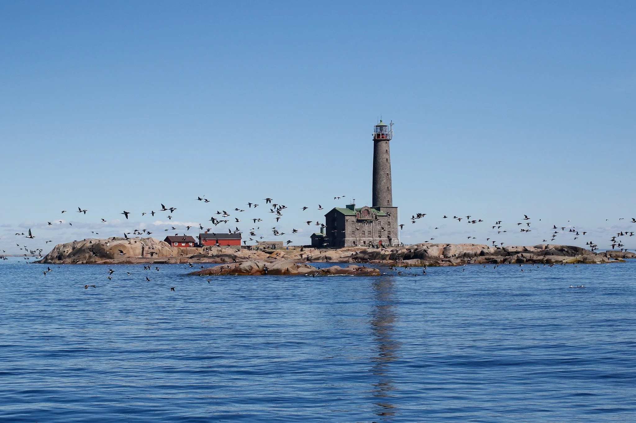 Bengtskär lighthouse and a flock of long-tailed ducks