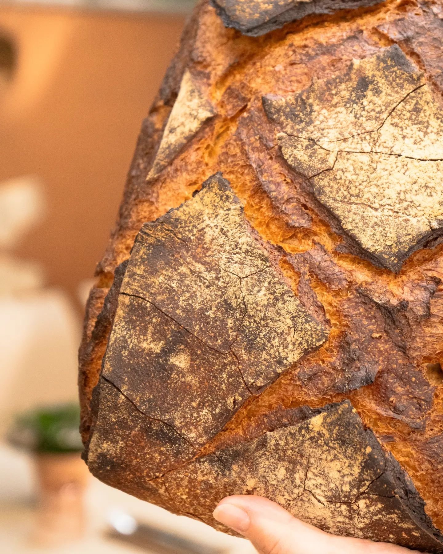 On ne le pr&eacute;sente plus, et pourtant beaucoup de gens nous demande d'o&ugrave; vient ce pain si bon...
@antoinettepainetbrioche 🥰

📸 @nap0o_ 

#restaurantlyon #antoinette #lyon7 #levain