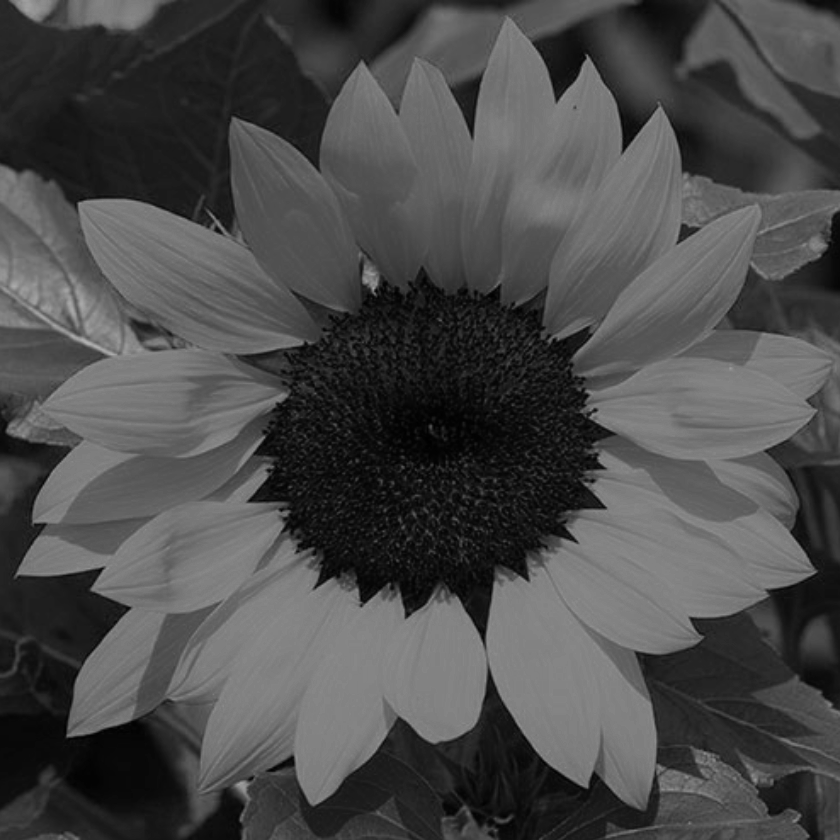 FREE sunflower seeds (+free delivery)