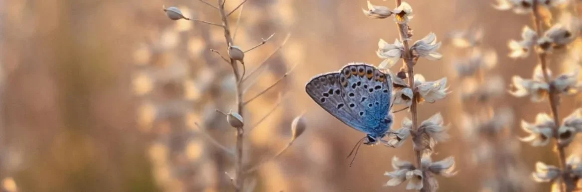 Breathwork Tagesretreat