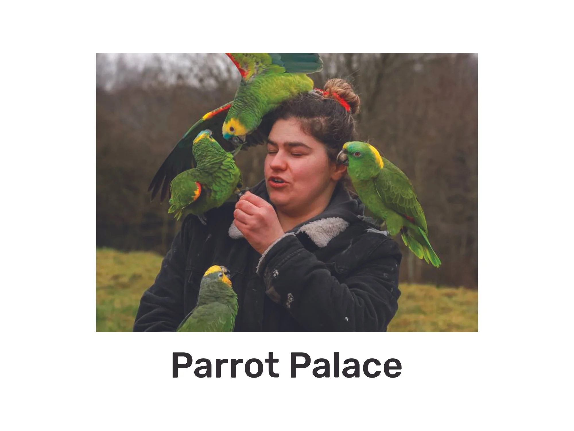 Parrot Palace
