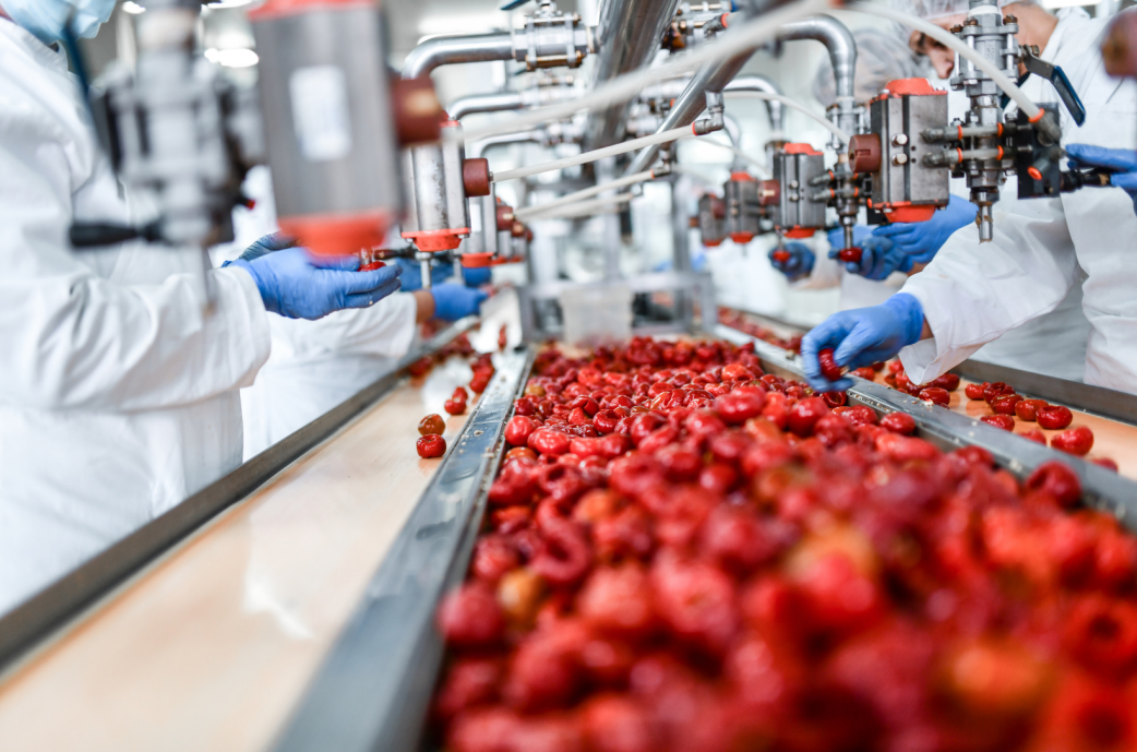 Workers in white lab coats and blue gloves sorting and processing tomatoes on an industrial conveyor belt in a food production facility.