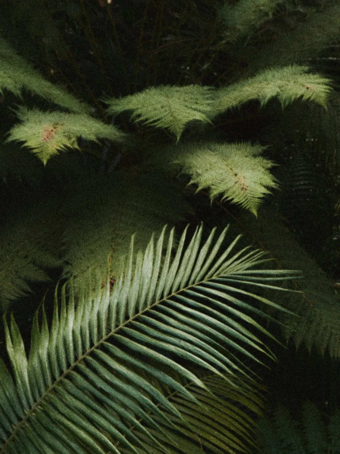 FERN_01_16x12_Detail_sRGB.jpg