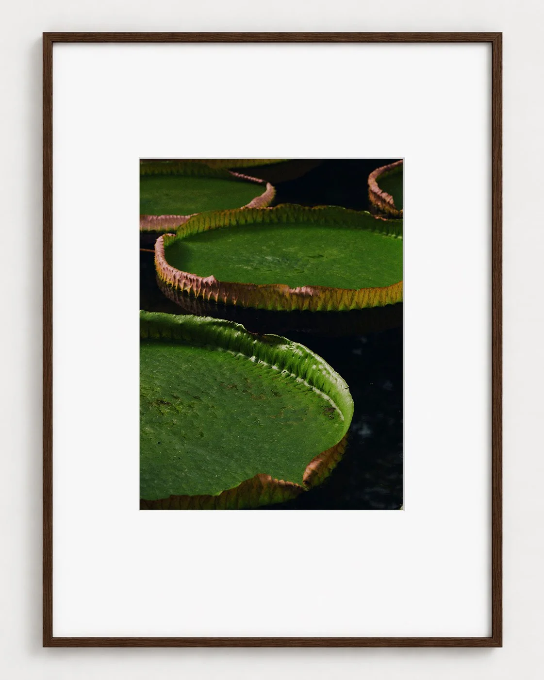 WATERLILY_01_16x12_Picture_Frame_Layout_New_Smaller.jpg