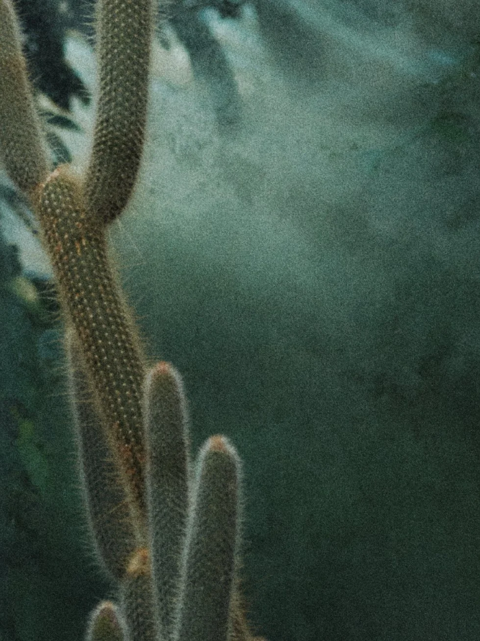 CACTUS_03_16x12_Detail_sRGB.jpg