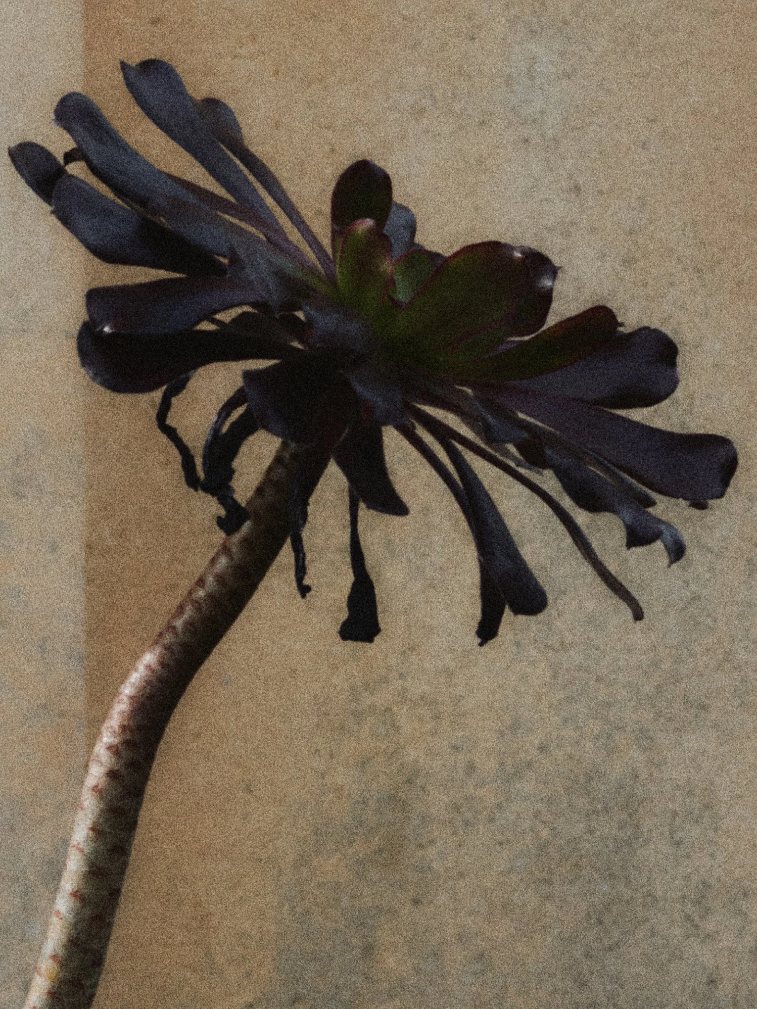 BOTANICAL_03_16x12_Detail_sRGB.jpg