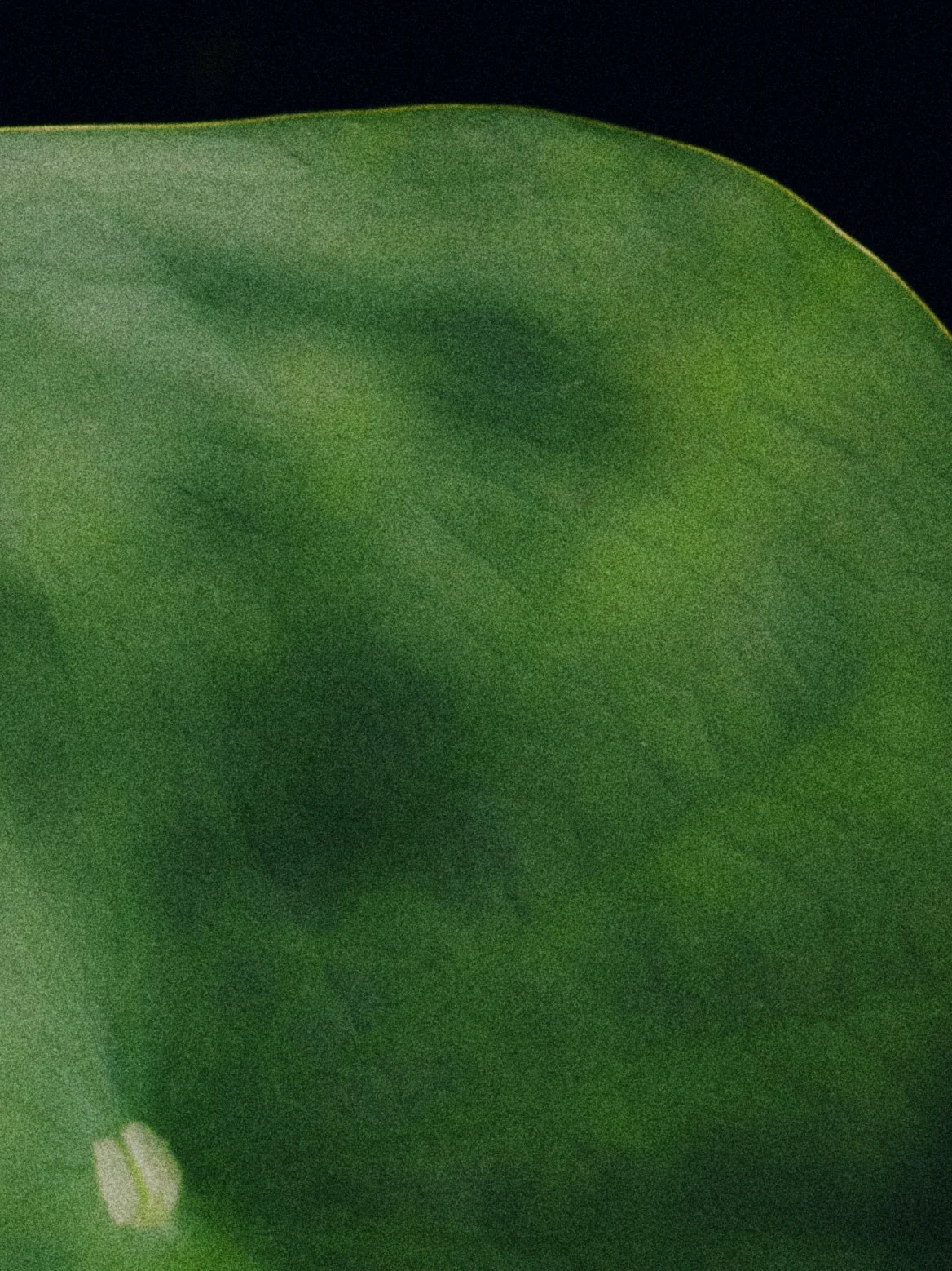 VERDURE_02_16x12_Detail_sRGB.jpg
