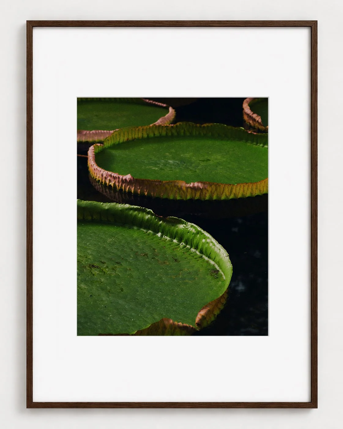 WATERLILY_01_20x16_Picture_Frame_Layout_New_Smaller.jpg
