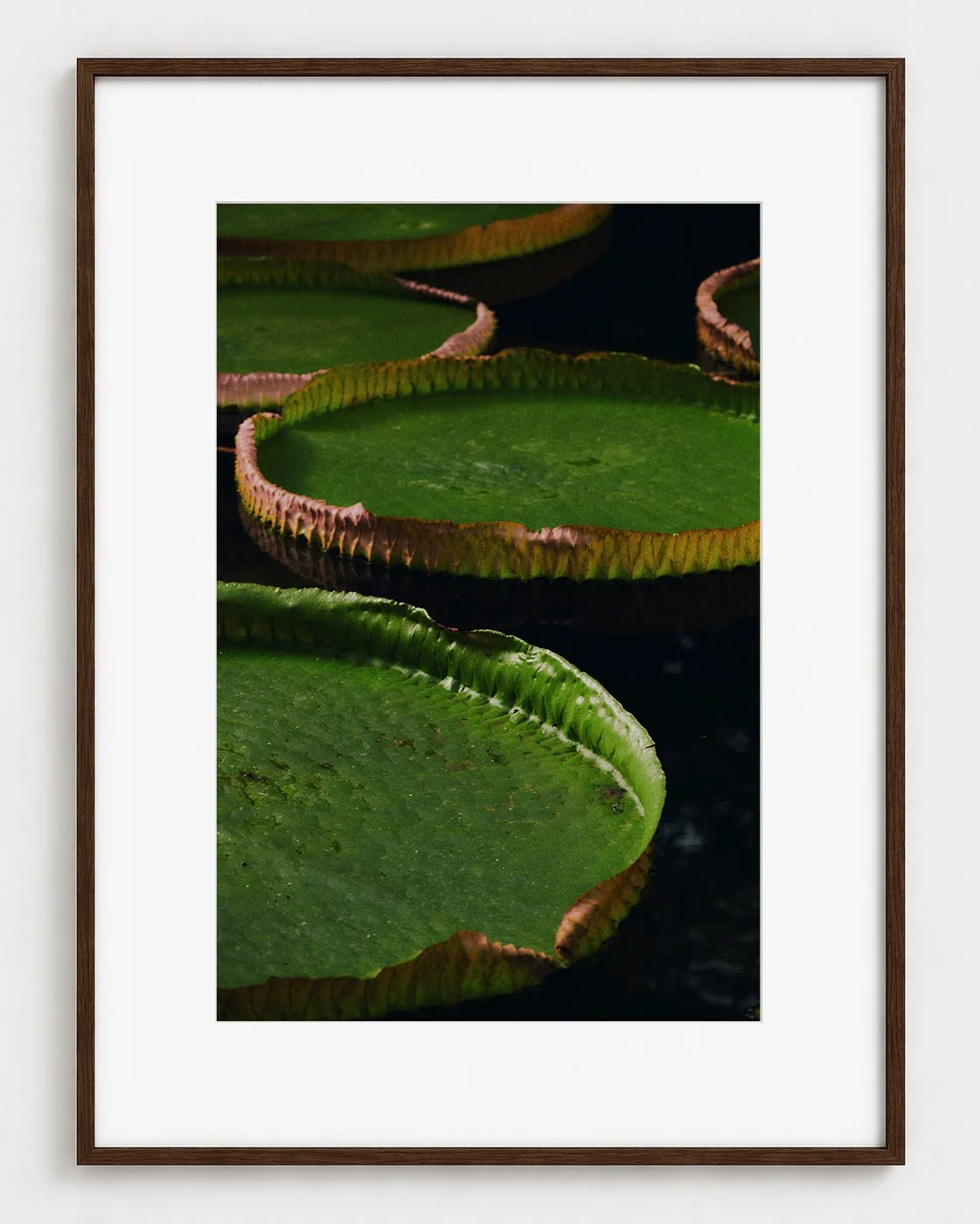 WATERLILY_01_30x20_Picture_Frame_Layout_New_Smaller.jpg