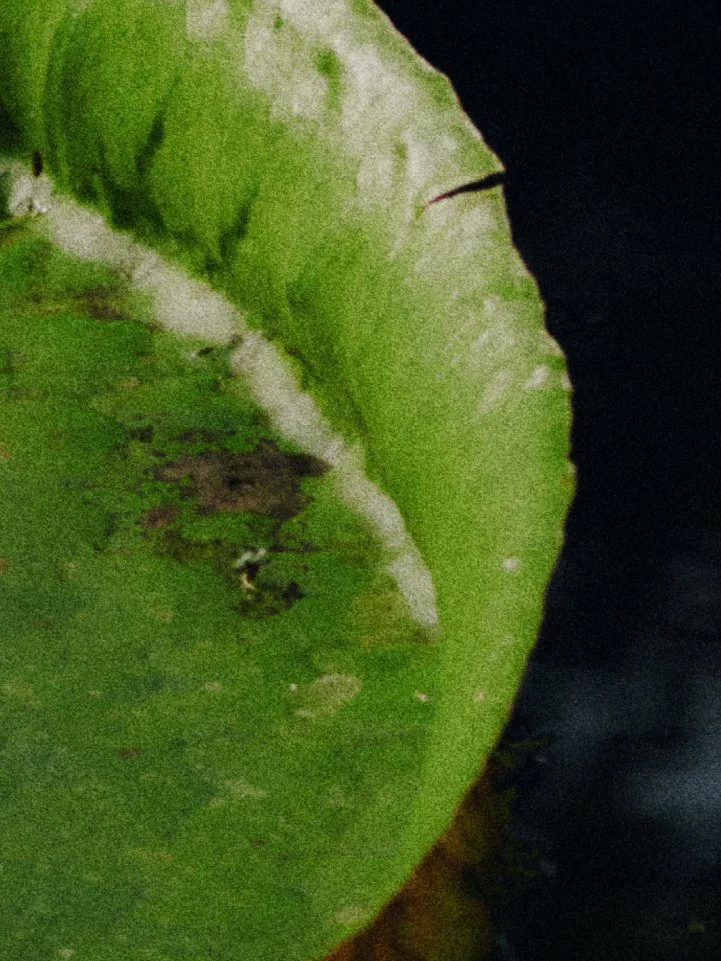WATERLILY_01_16x12_Detail_sRGB.jpg