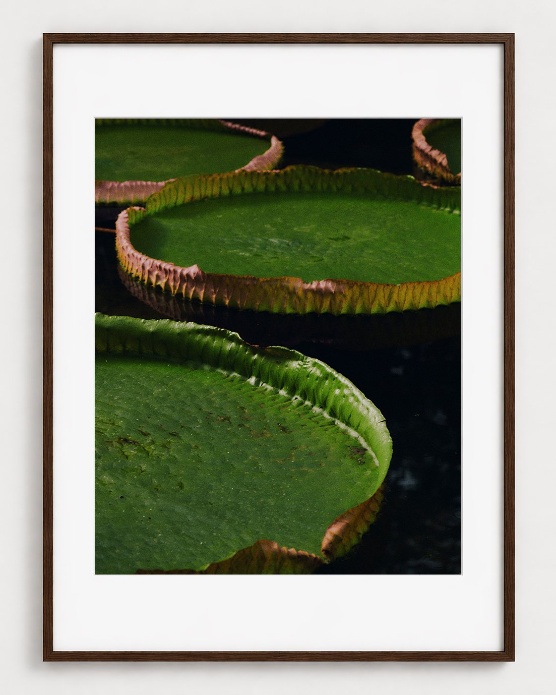 WATERLILY_01_20x16_Picture_Frame_Layout.jpg