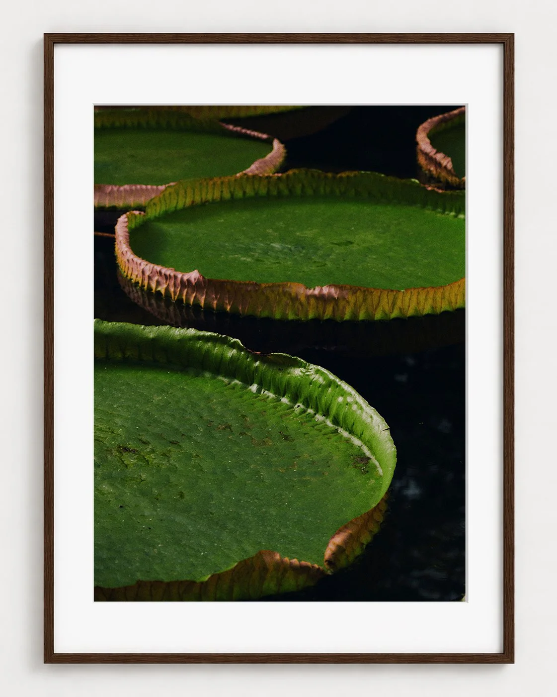 WATERLILY_01_40x30_Picture_Frame_Layout.jpg