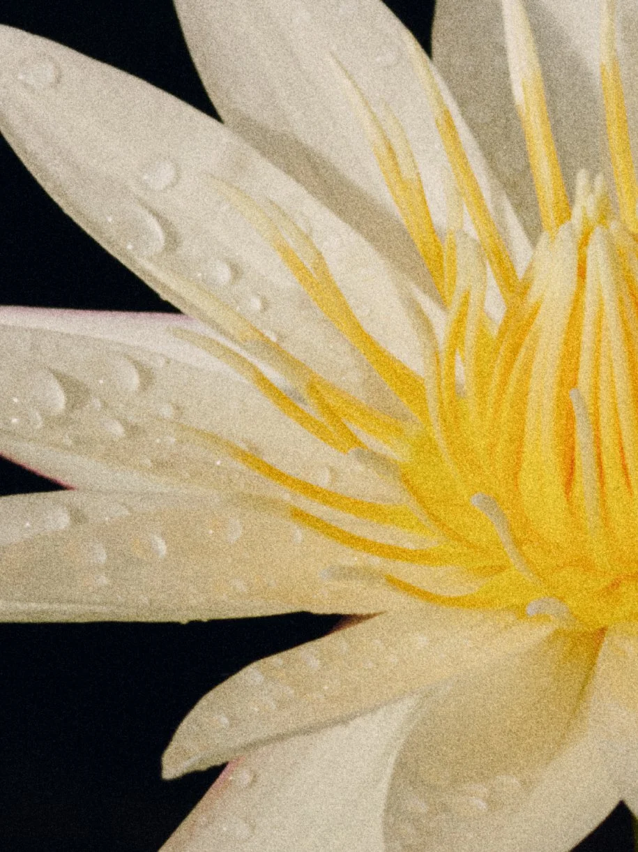 LILY_03_16x12_Detail_sRGB.jpg