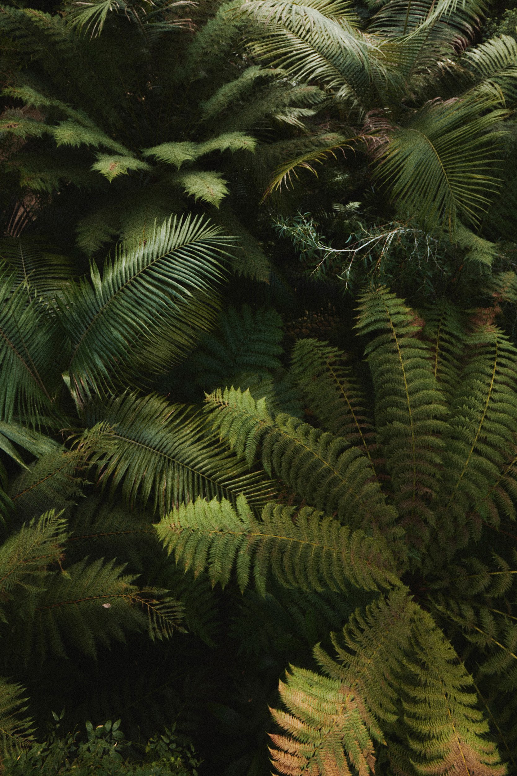 FERN_01_30x20_sRGB_72dpi.jpg