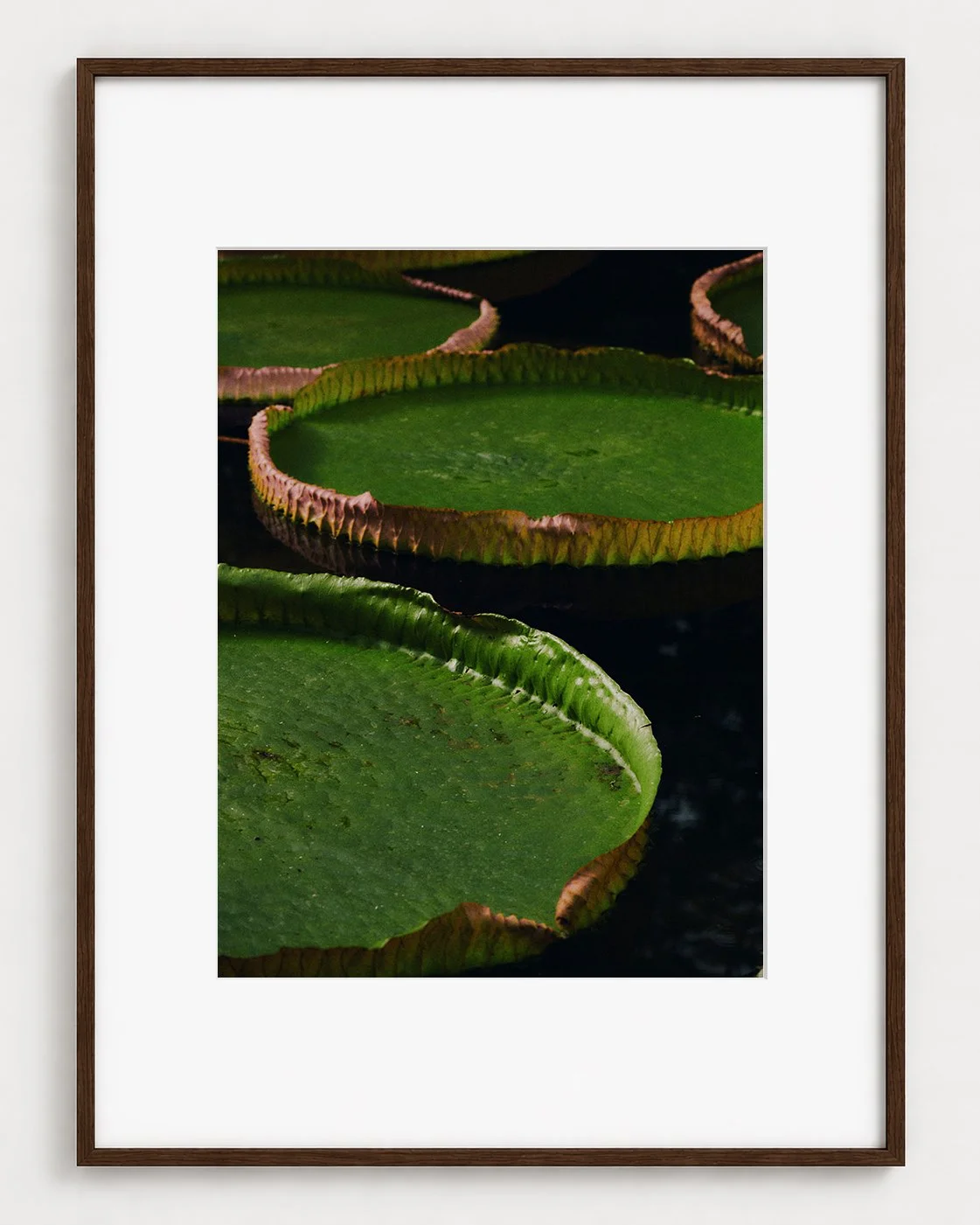 WATERLILY_01_16x12_Picture_Frame_Layout.jpg