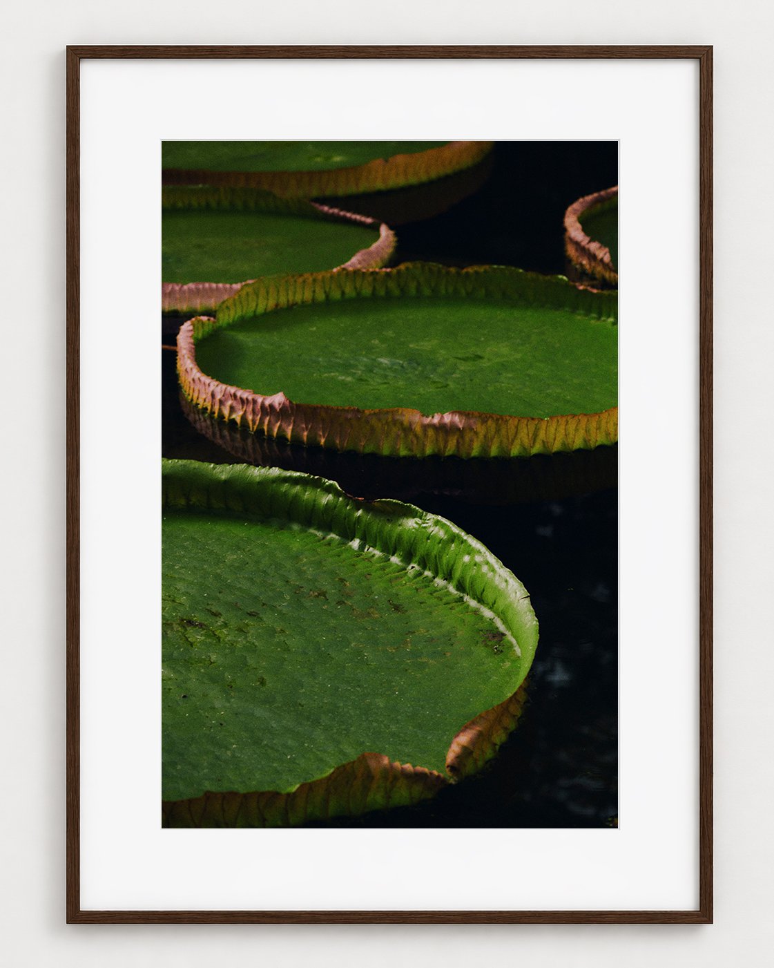 WATERLILY_01_30x20_Picture_Frame_Layout.jpg