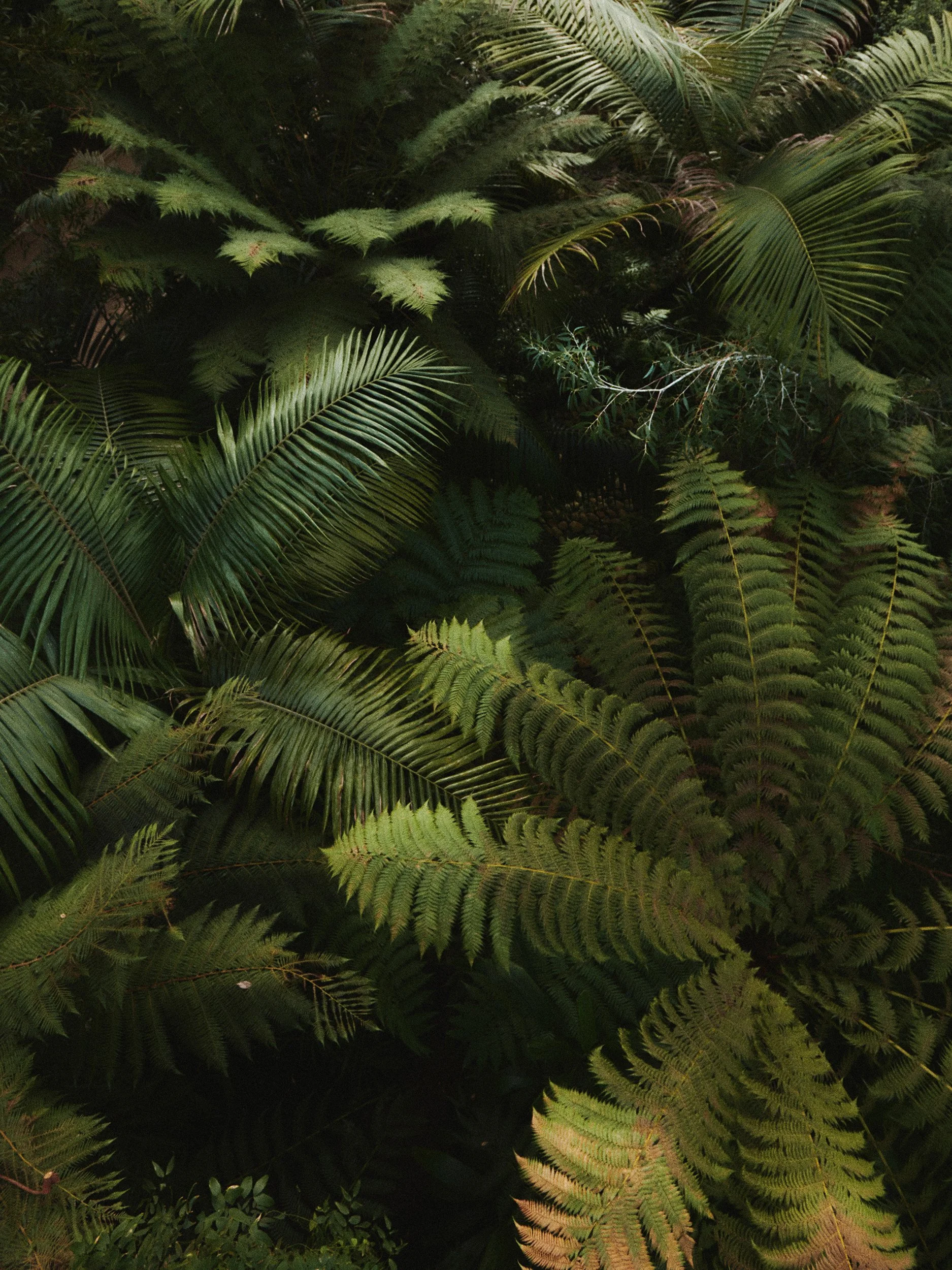 FERN_01_16x12_sRGB_72dpi.jpg