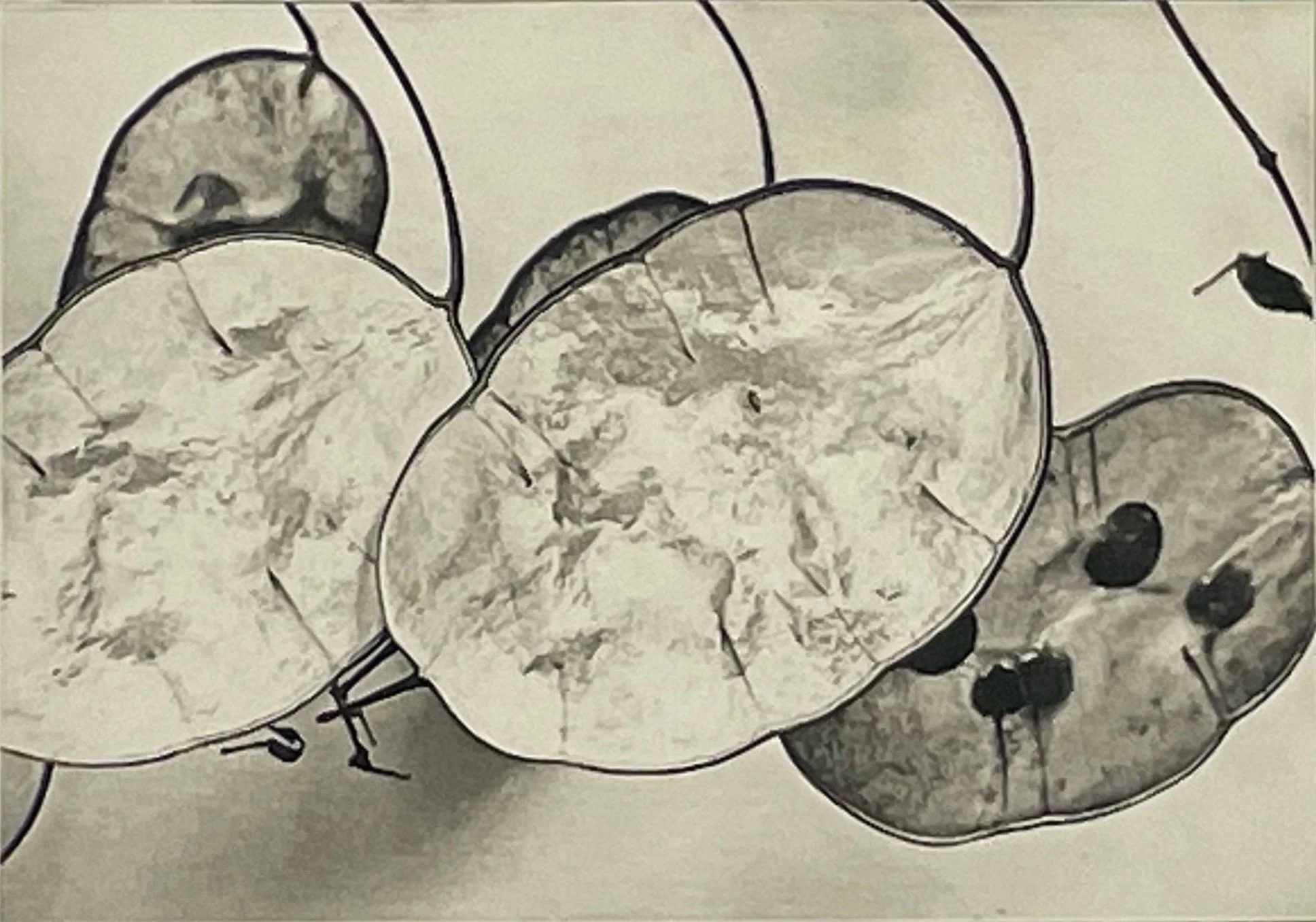 Thin-Skinned+-+Carol+Baines+-+Itaglio+photopolymer+print+on+Somerset+paper+croped.jpg
