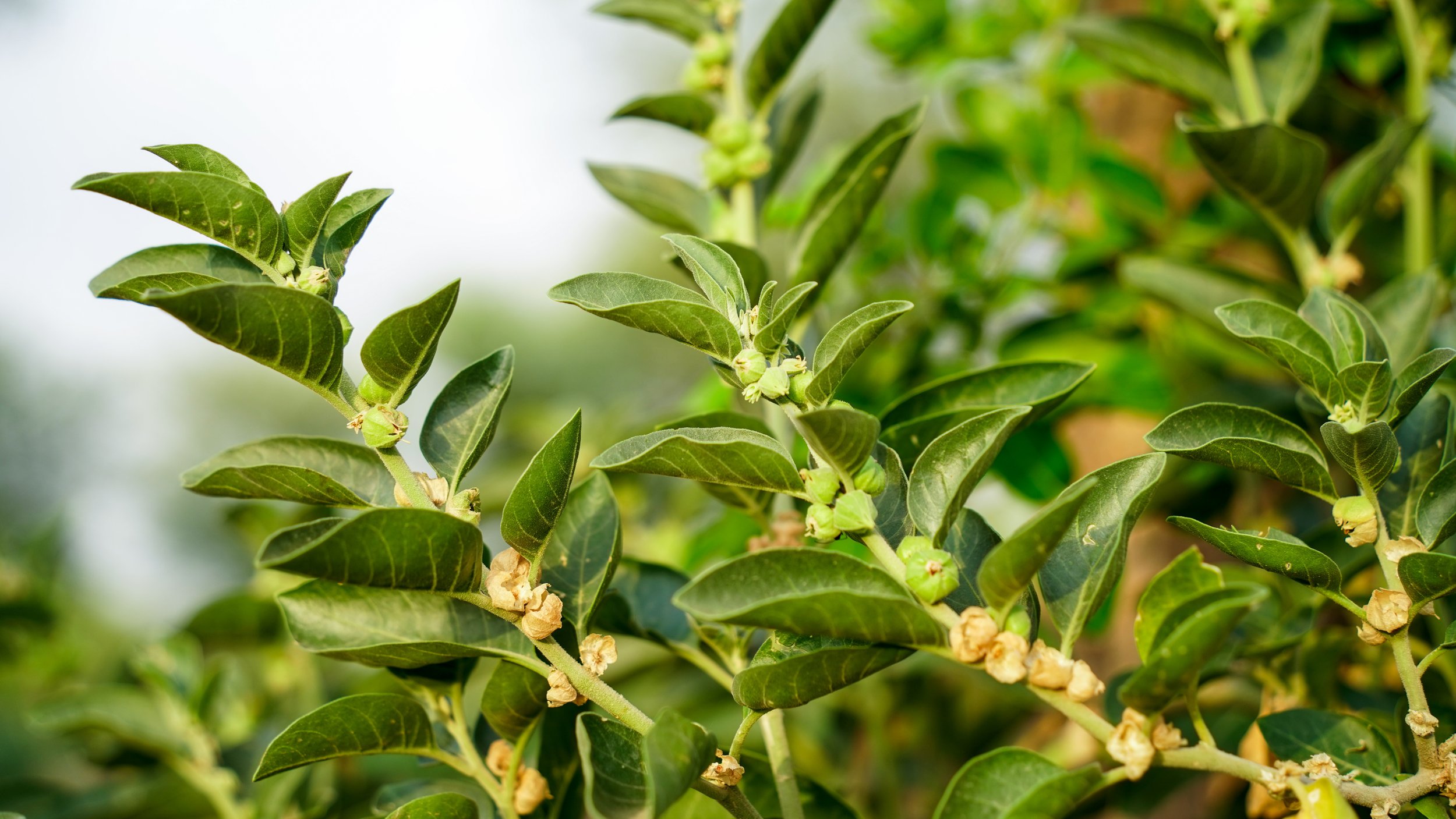 leaves of the ashwagandha plant