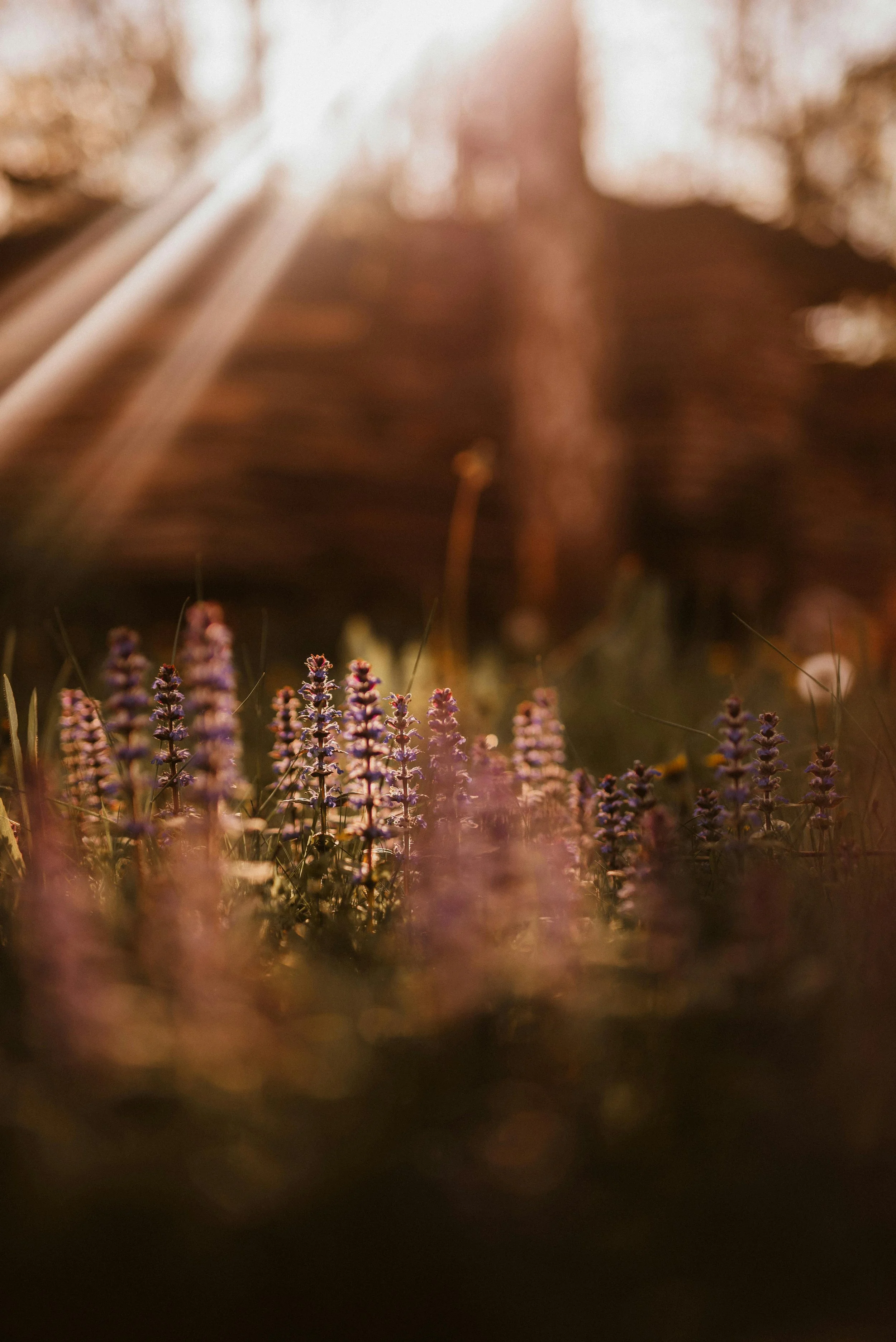 Hoe ik mijn cyclus herstelde: mijn persoonlijke reis met PCOS, suikervrij eten en het terugvinden van mijn energie