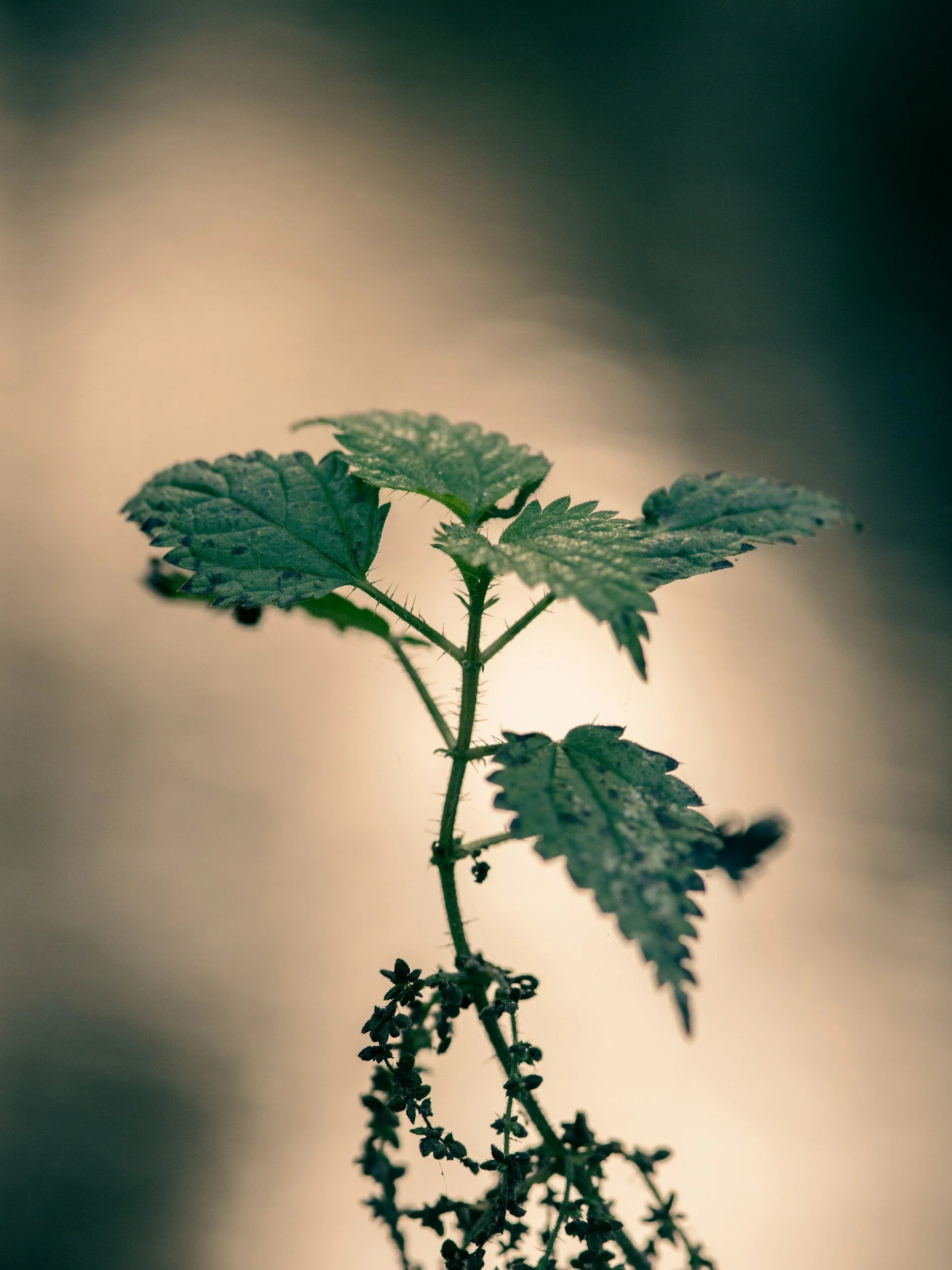 Brandnetel – Urtica dioica
