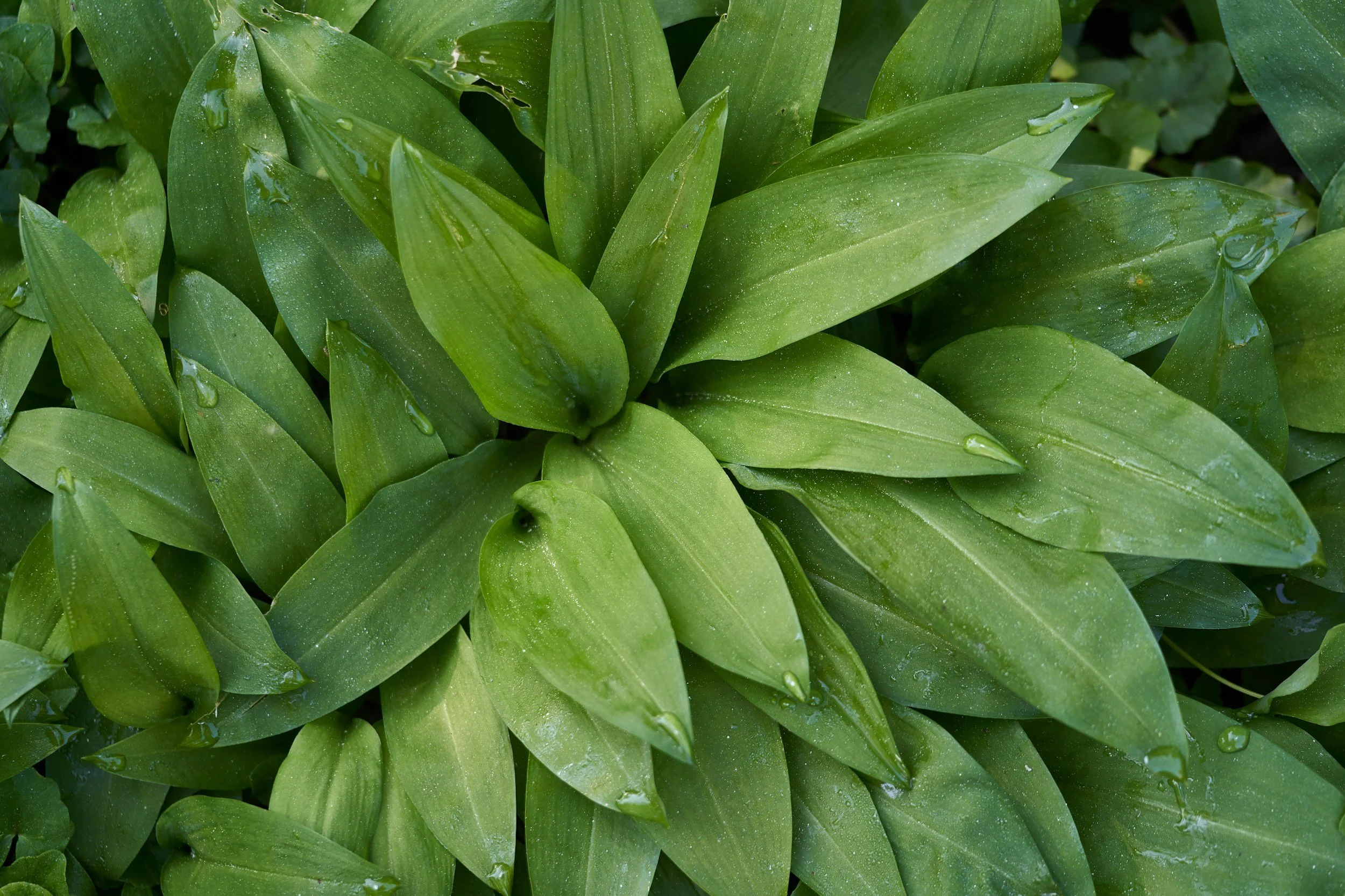 Daslook - Allium ursinum