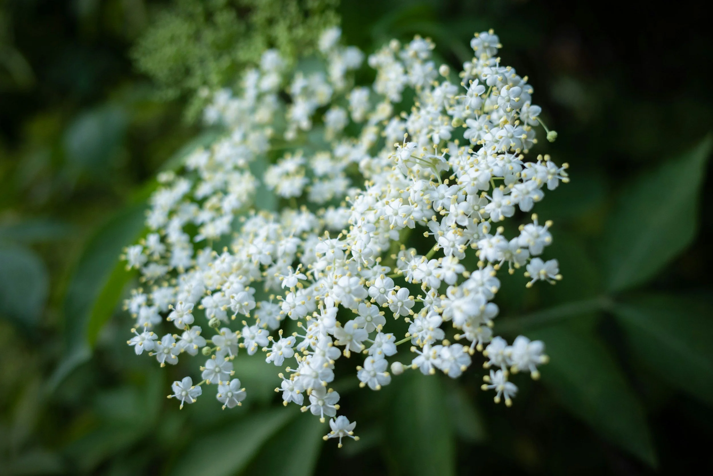 Vlierbloesem – Sambucus nigra