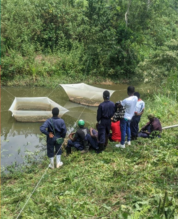 A group of people along the grassy bank of a river observing mesh nets suspended in the water.