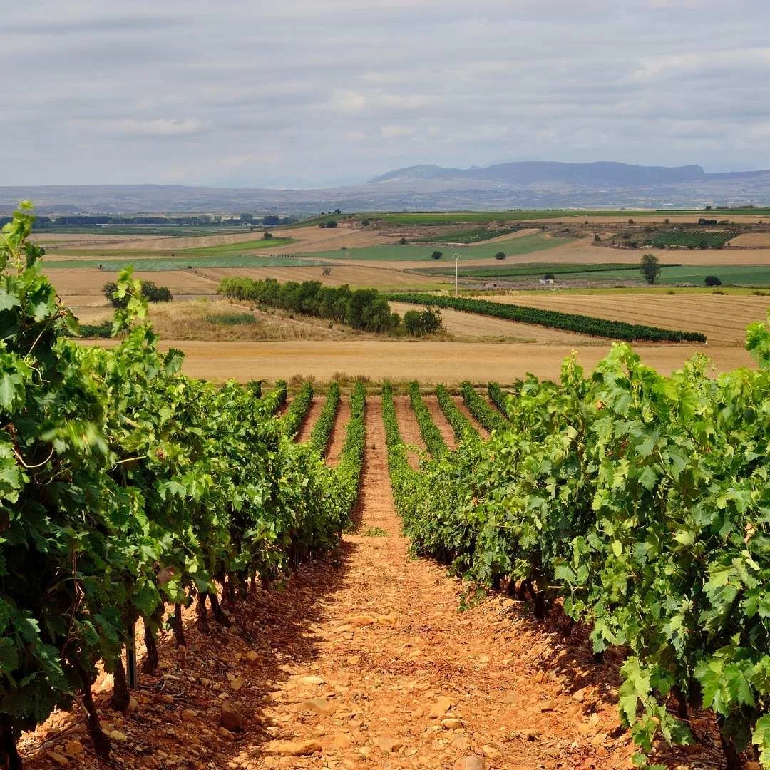 What’s Your Rioja Style?