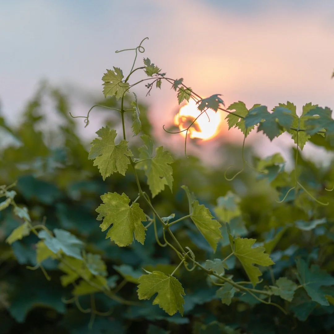 How a Tiny Insect Helped Build Modern Rioja