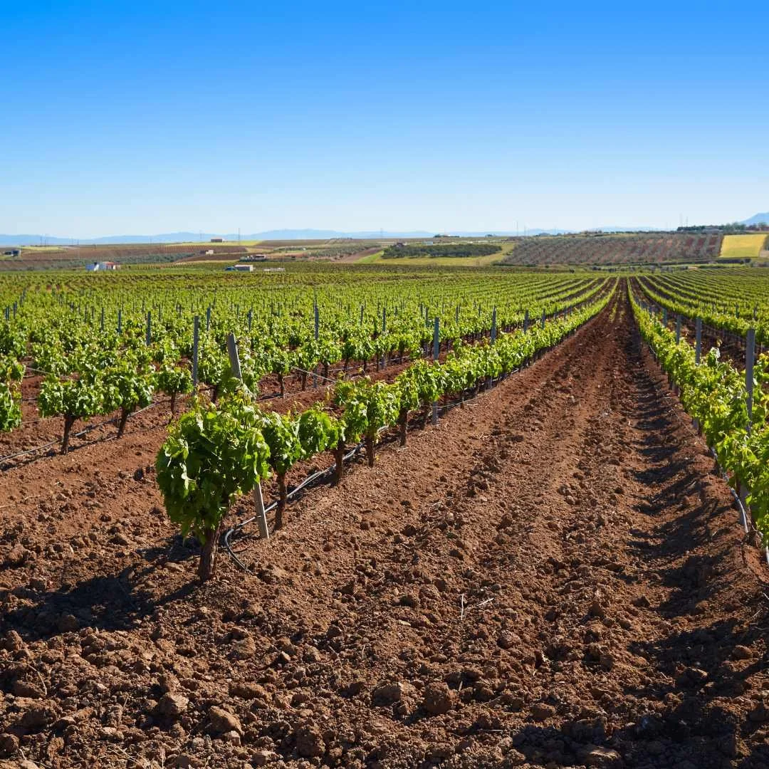 Vineyard in Extremadura