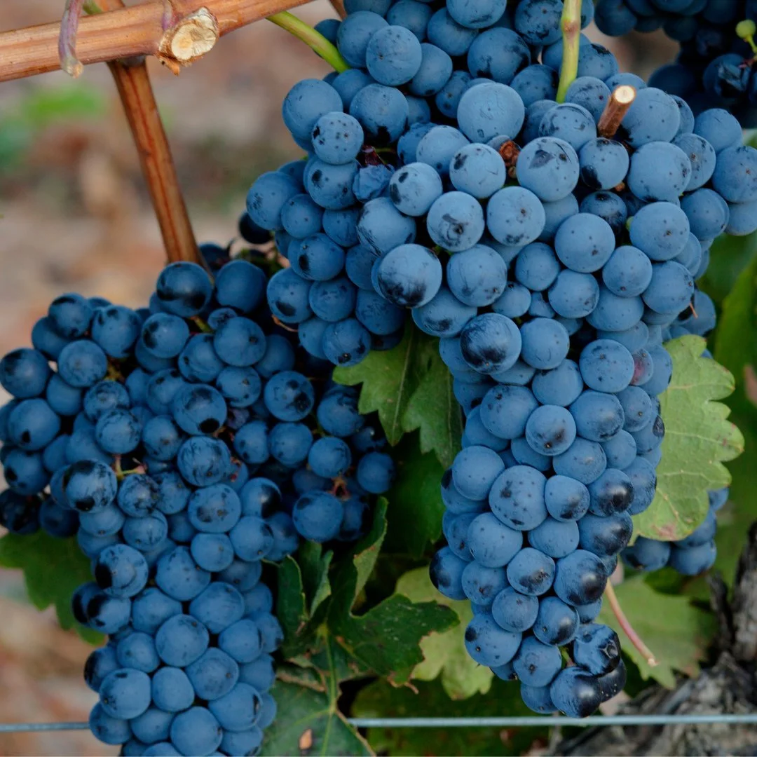 Blue Tempranillo grapes