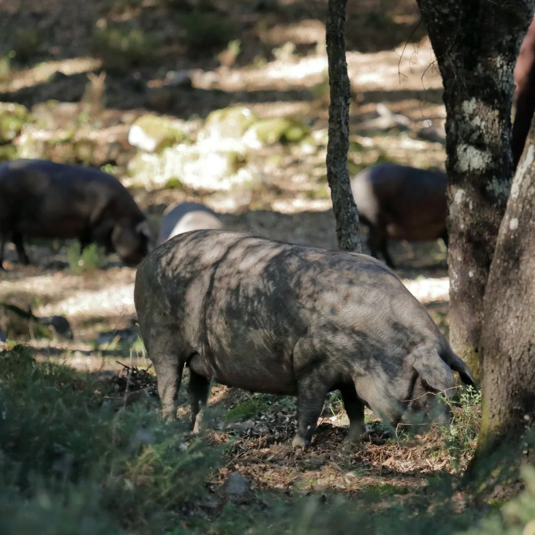 The Pata Negra Pig