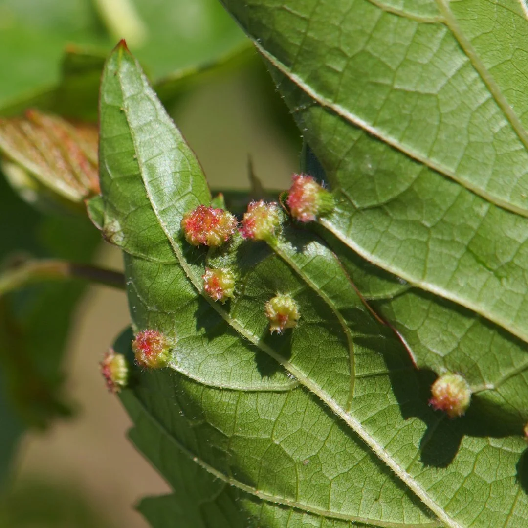 Phylloxera infected grapevine