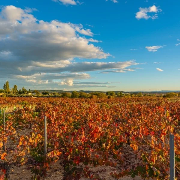 Vineyard in Valencia in Autumn
