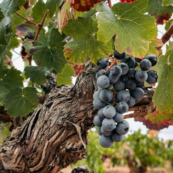 Image of red grapes on a grapevine
