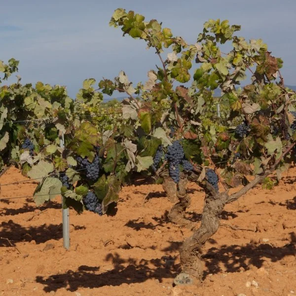 Image of red grapes on a grapevine