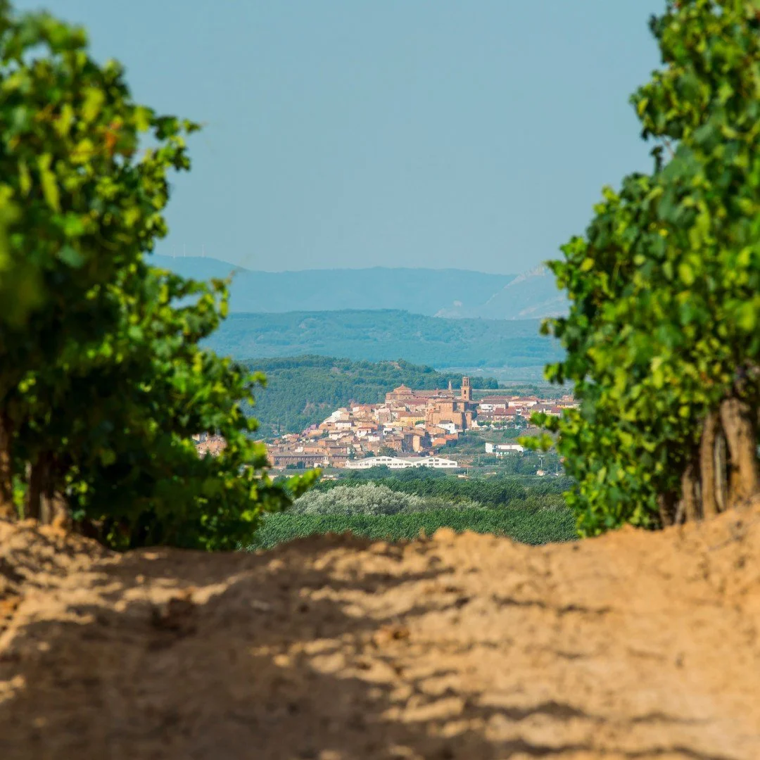 La Rioja vineyard looking down to the city