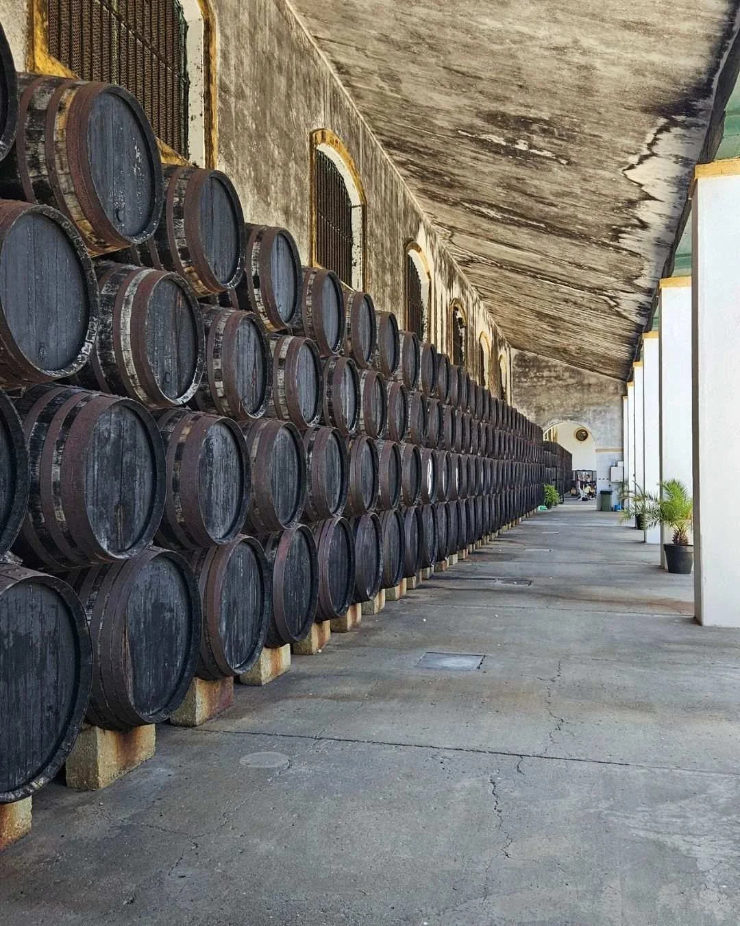 barrels of sherry wine